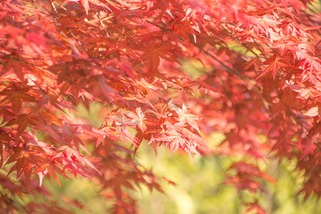 飘飞的枫叶摄影照片_红色枫叶叶子摄影图
