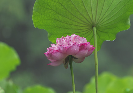 雨后粉色荷花摄影图