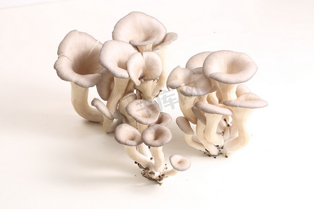 蘑菇摄影图