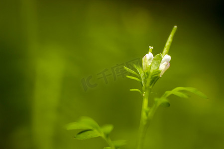 绿色微距植物摄影图