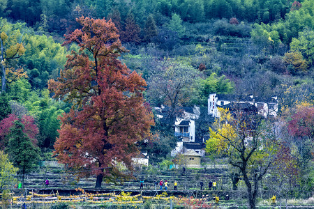 红叶树木和房屋摄影图