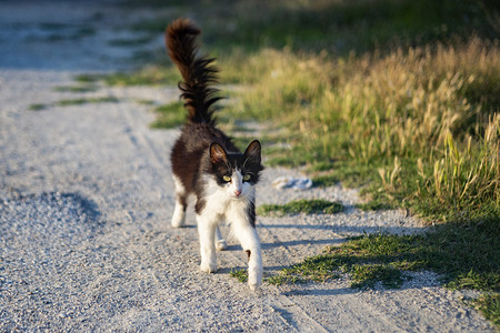 猫咪摄影照片_一只猫咪摄影图