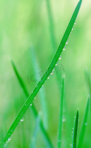春季绿色小草摄影图