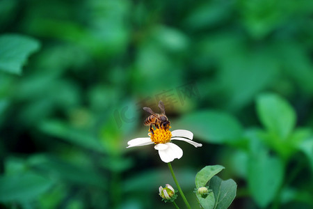 卡通蜜蜂巢摄影照片_在花朵上采蜜蜜蜂摄影图