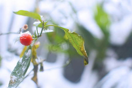 冬天植物摄影照片_冬天雪后植物自然风景摄影图