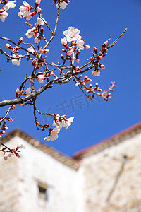 春天桃花摄影照片_桃花盛开摄影图