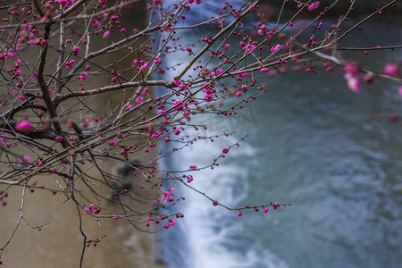 水边红梅自然风景摄影图配图