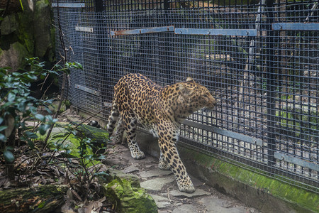 动物园里的豹子摄影图配图