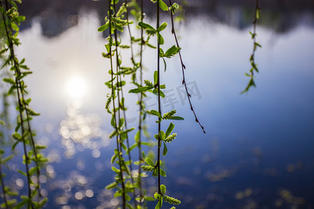 河边阳光柳树枝丫自然风景摄影图