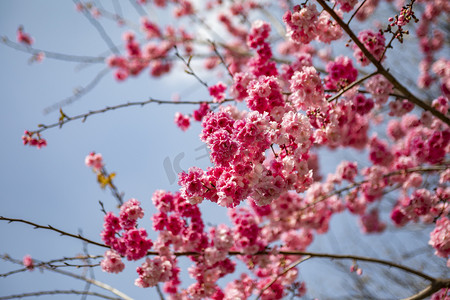 春天桃花朵朵繁花盛开摄影图