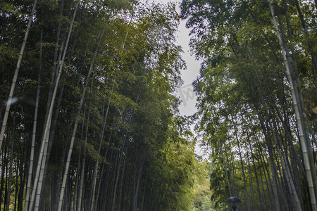 杭州植物园风景竹子摄影图