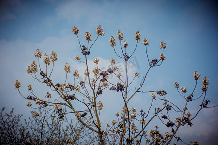 春天蓝天下茂盛梧桐花树自然风景摄影图