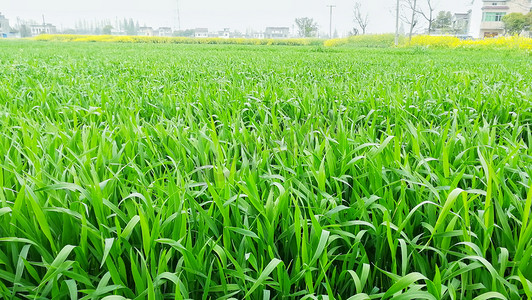 乡村田野里绿油油小麦地摄影图