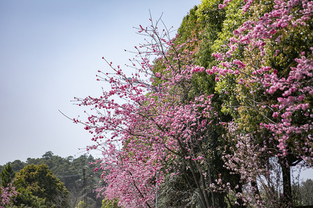 春天摄影照片_春天桃花朵朵繁花盛开