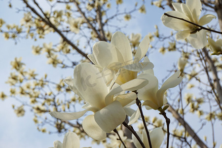 玉兰花满摄影照片_春天植物园特写白玉兰花自然风景摄影图