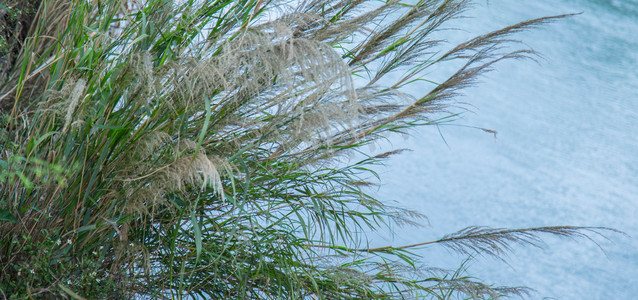 植物芦苇摄影图