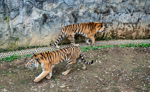 两只老虎走路摄影图