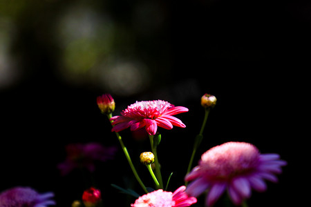 粉色小花摄影图