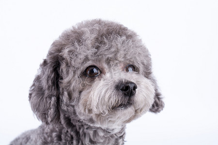 泰迪摄影照片_贵宾犬特写摄影图