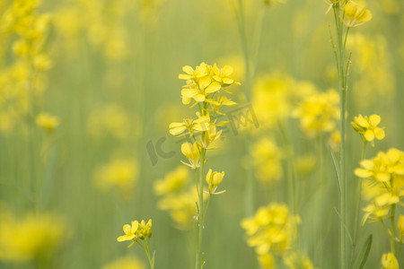 小清新黄色油菜花花朵摄影图