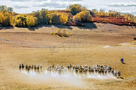 马匹树林和草地摄影图
