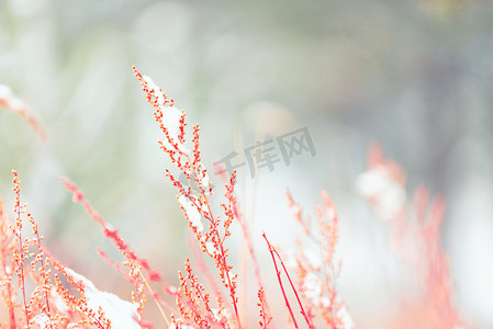 杂草摄影照片_冬雪覆盖下野生杂草摄影图