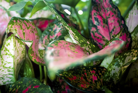 叶片摄影照片_绿色中带粉色植物叶片自然风景摄影图