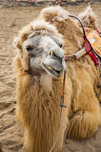 鸣沙山骆驼摄影图