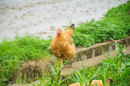 田野里鸡摄影图
