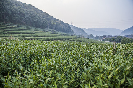 绿色植物树木自然风景摄影图