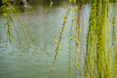 春天湖边发芽的柳树摄影图