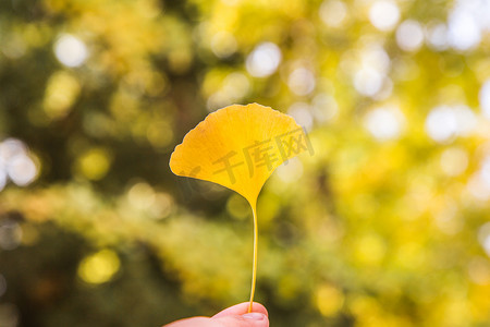 手持牌拍照框摄影照片_秋天手持银杏摄影图