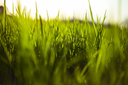 春天阳光下小草自然风景摄影图