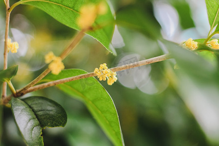 缅桂花树摄影照片_一支桂花摄影图