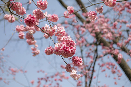 繁花摄影照片_春天桃花繁花盛开自然风景摄影图