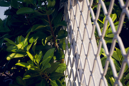 阳光下栅栏植物自然风景摄影图