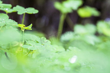 雨景摄影照片_雨天幸运草摄影图