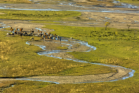 牛群小河和草地摄影图