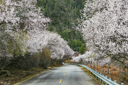 西藏公路桃花树摄影图