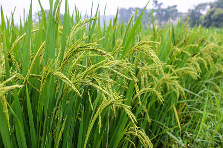 卸载稻谷摄影照片_绿色水稻摄影图