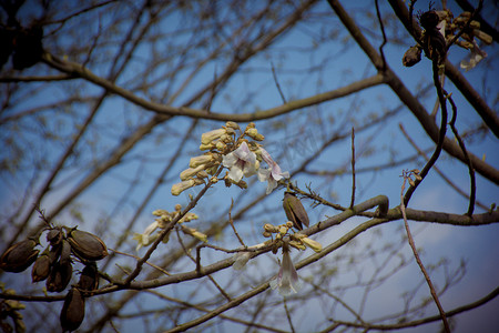 春天蓝天下梧桐花树自然风景摄影图