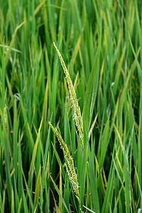 绿色稻花稻穗摄影图