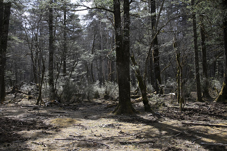 自然风光森林古树摄影图