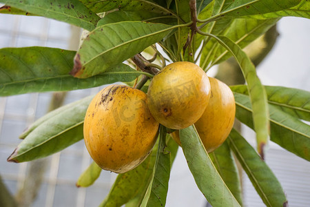热带水果黄色鸡蛋果特写摄影图