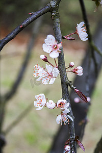 梅花动图摄影照片_冬季公园里面的梅花自然风景摄影图