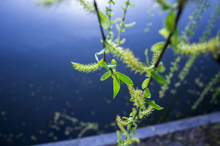 冷色调水边柳树俯拍特写自然风景摄影图