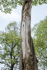 一颗蜕掉树皮树干摄影图