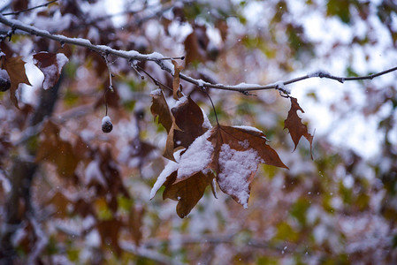 大雪枯树枝摄影照片_冬季树枝枯叶摄影图