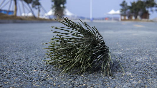 植物系列之落地的松柏摄影图