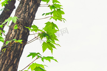 植物身份证摄影照片_树木上新鲜枝丫摄影图